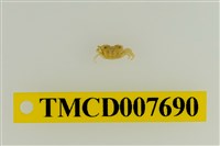 藏品(南澳澤蟹)的圖片